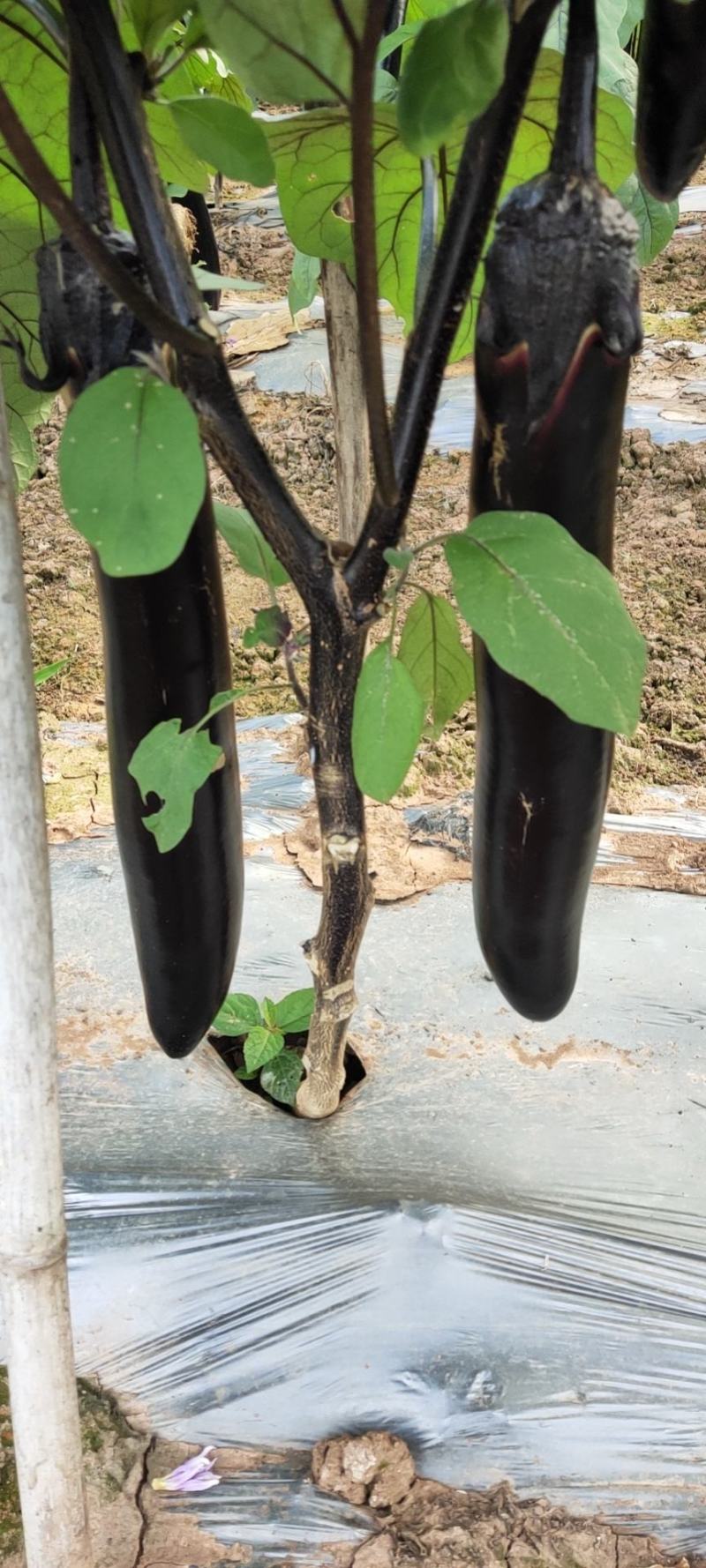 茄子