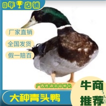 广西青头鸭苗四点麻鸭苗鸭苗绿头鸭全国发货
