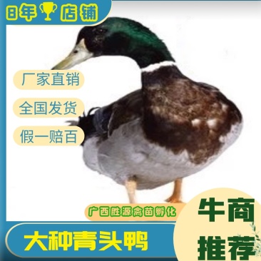 广西青头鸭苗四点麻鸭苗鸭苗绿头鸭全国发货