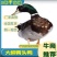 广西青头鸭苗四点麻鸭苗鸭苗绿头鸭全国发货