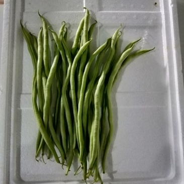 新苗豆大量上市欢迎订购