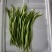新苗豆大量上市欢迎订购