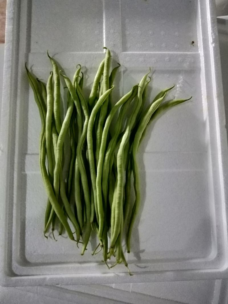 新苗豆大量上市欢迎订购