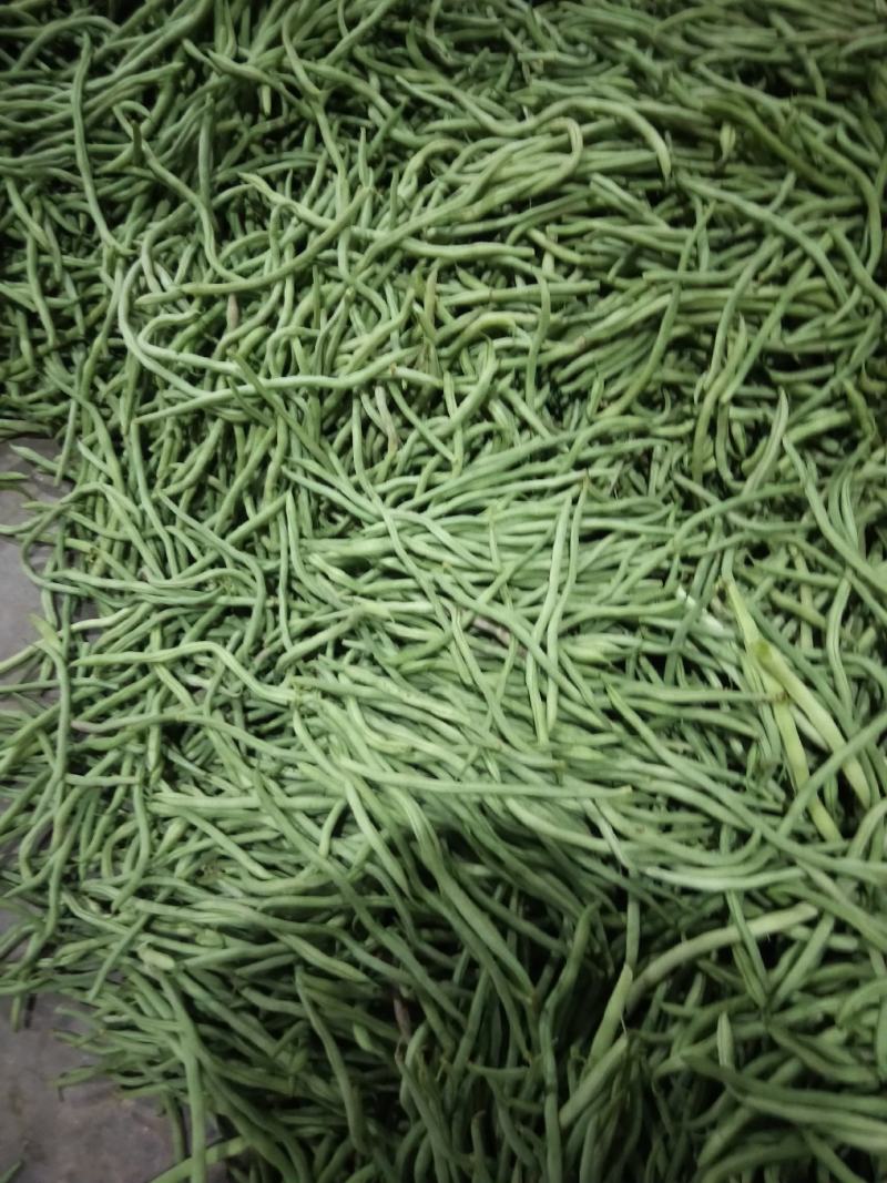 新苗豆大量上市欢迎订购