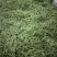 新苗豆大量上市欢迎订购