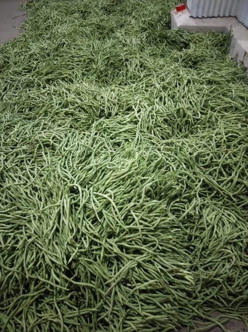 新苗豆大量上市欢迎订购
