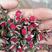 云南金边玫瑰，自家种植，无硫，需要的老板欢迎咨询哦。
