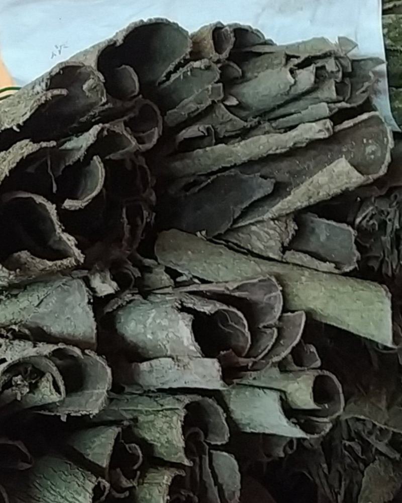 贵州铜仁树皮类中药材无硫老树杜仲皮干货多种规格产地直发