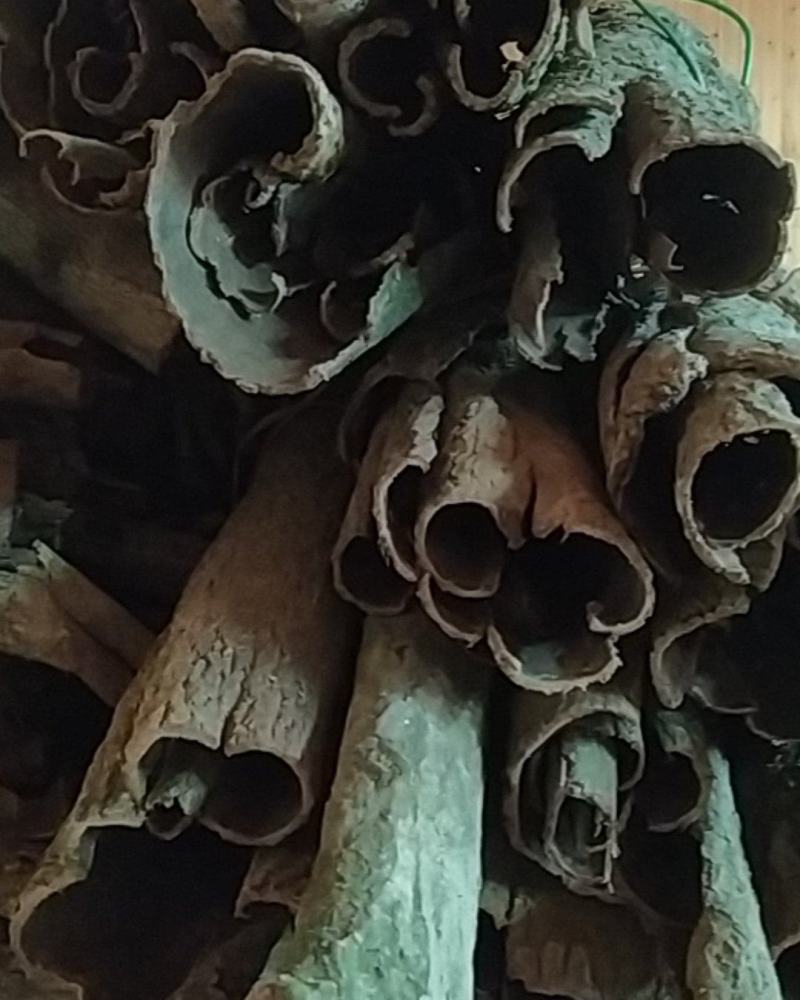 贵州铜仁树皮类中药材无硫老树杜仲皮干货多种规格产地直发