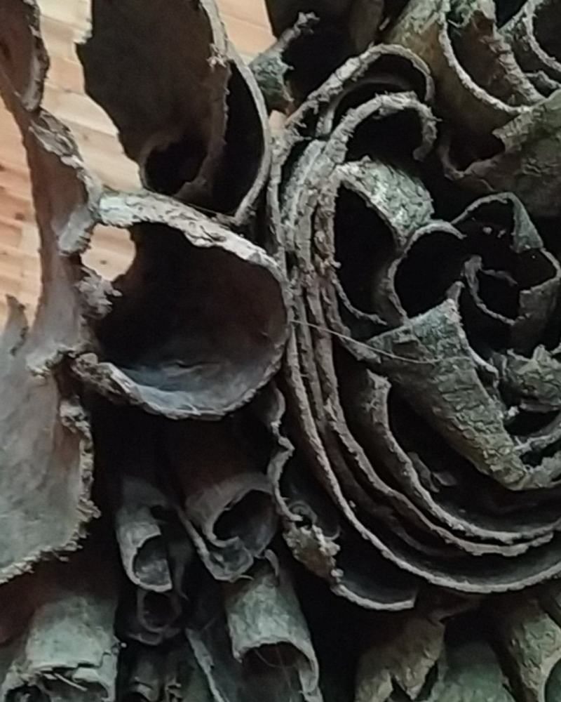贵州铜仁树皮类中药材无硫老树杜仲皮干货多种规格产地直发