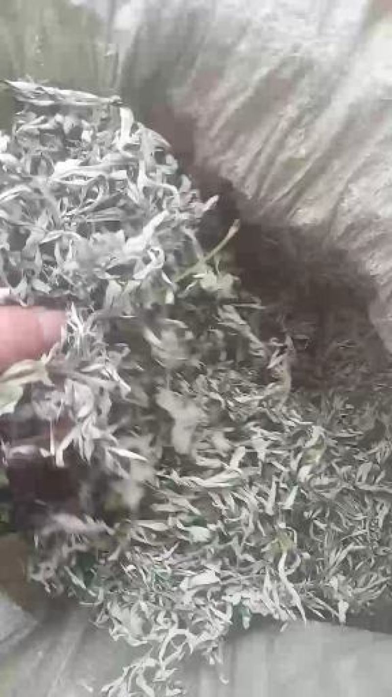 艾叶纯叶山东临沂产地直销干净无杂质颜色青绿色