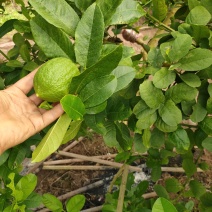 柠檬香水柠檬广西玉林香水柠檬支持视频看货