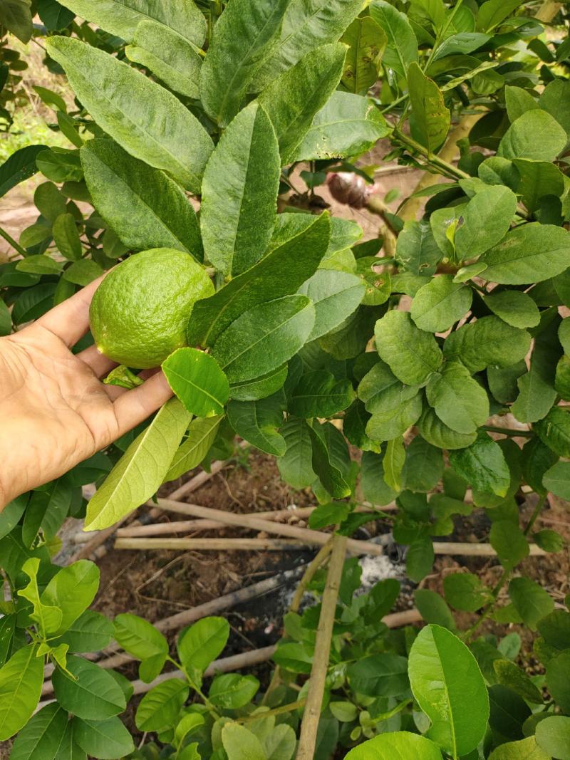 柠檬香水柠檬广西玉林香水柠檬支持视频看货