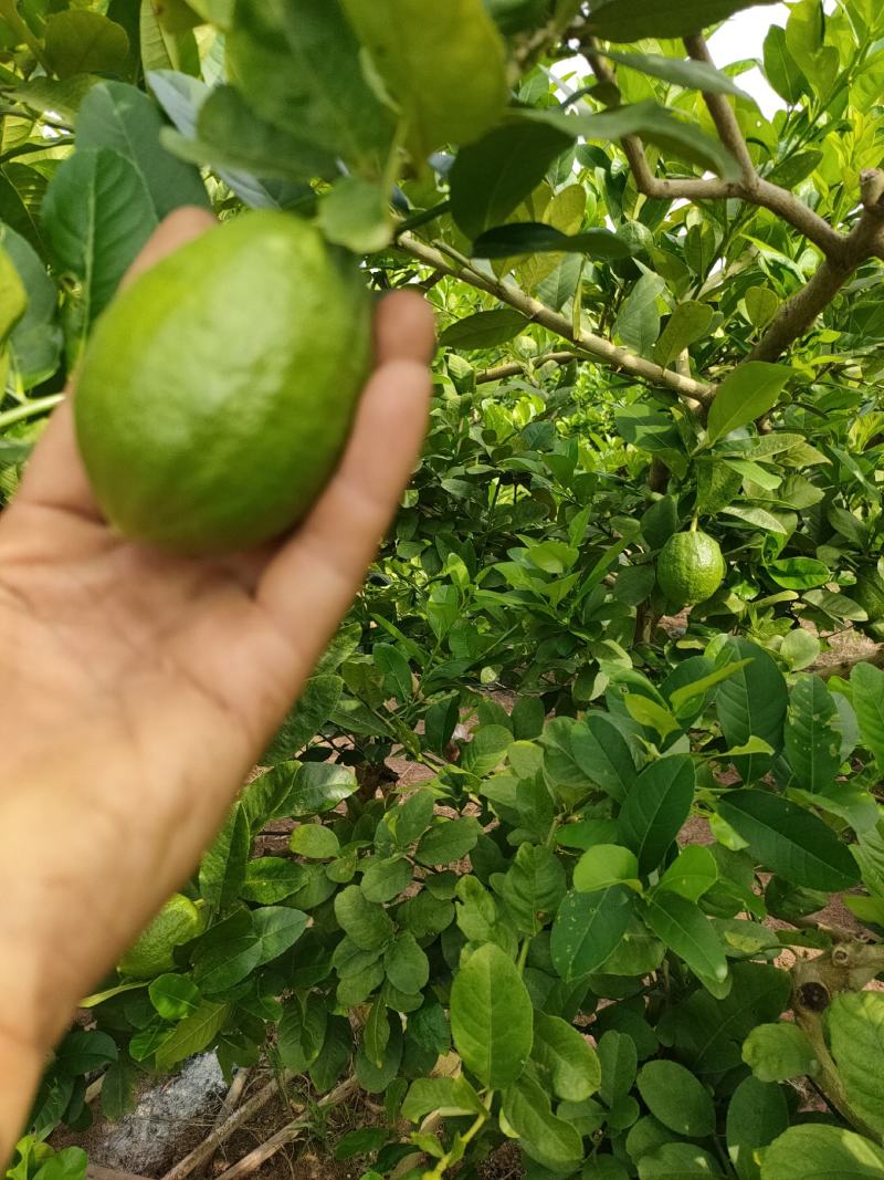 柠檬香水柠檬广西玉林香水柠檬支持视频看货