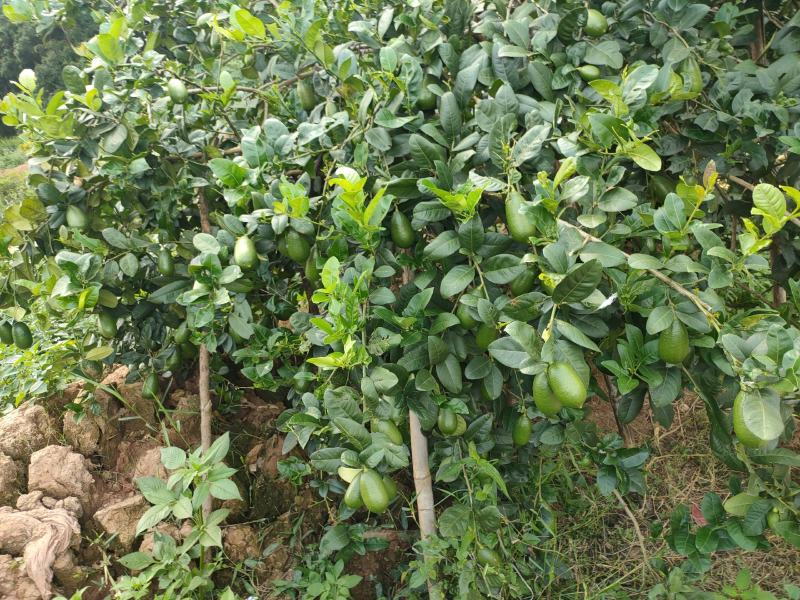 柠檬香水柠檬广西玉林香水柠檬支持视频看货