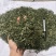 穿心莲合作社选装货叶子达到30-40%可开发票