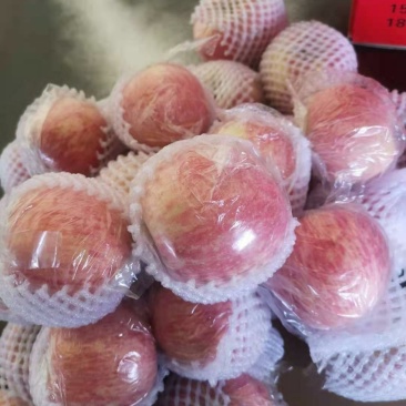 红富士苹果75以上纸+膜袋，条红，片红都有，各种规格，