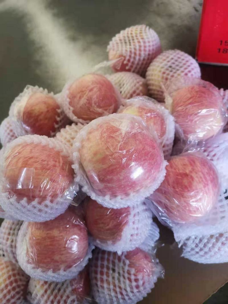 红富士苹果75以上纸+膜袋，条红，片红都有，各种规格，