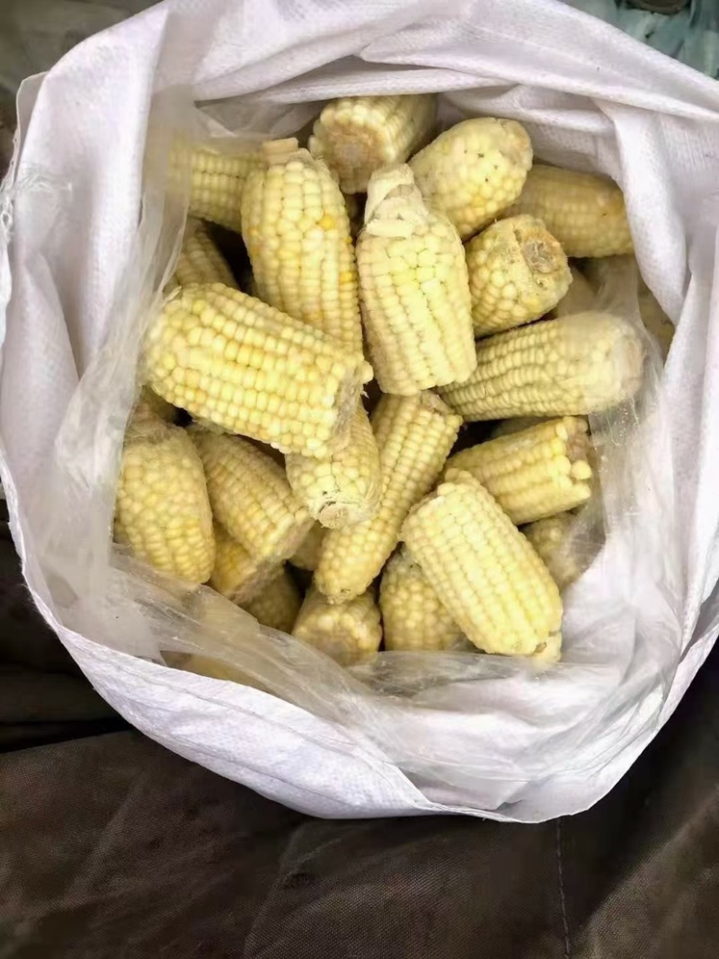 熟玉米，厂家直销，现货供应。全国发货。