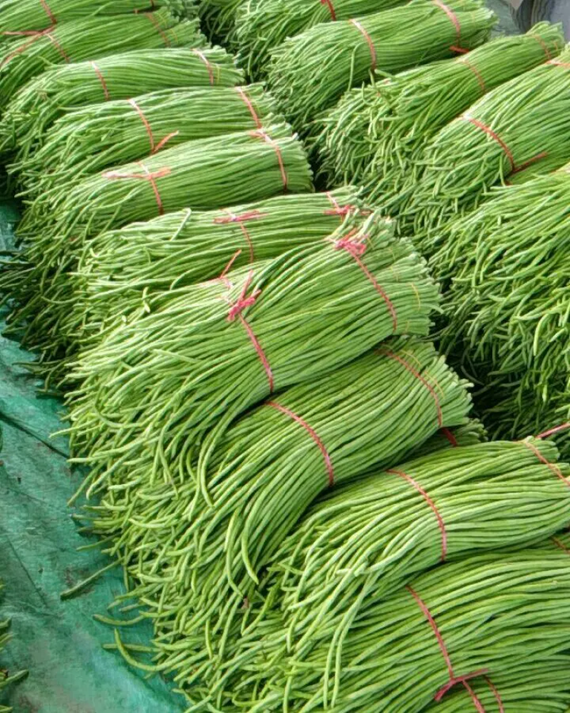 河南精品豆角，绿豆角，长豆角，代发全国商超视频看货