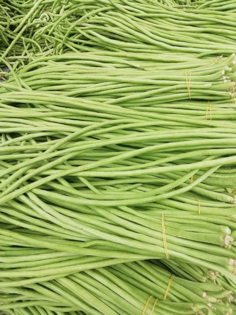 河南精品豆角，绿豆角，长豆角，代发全国商超视频看货