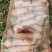 三红萝卜，量大，2000亩基地，装车快