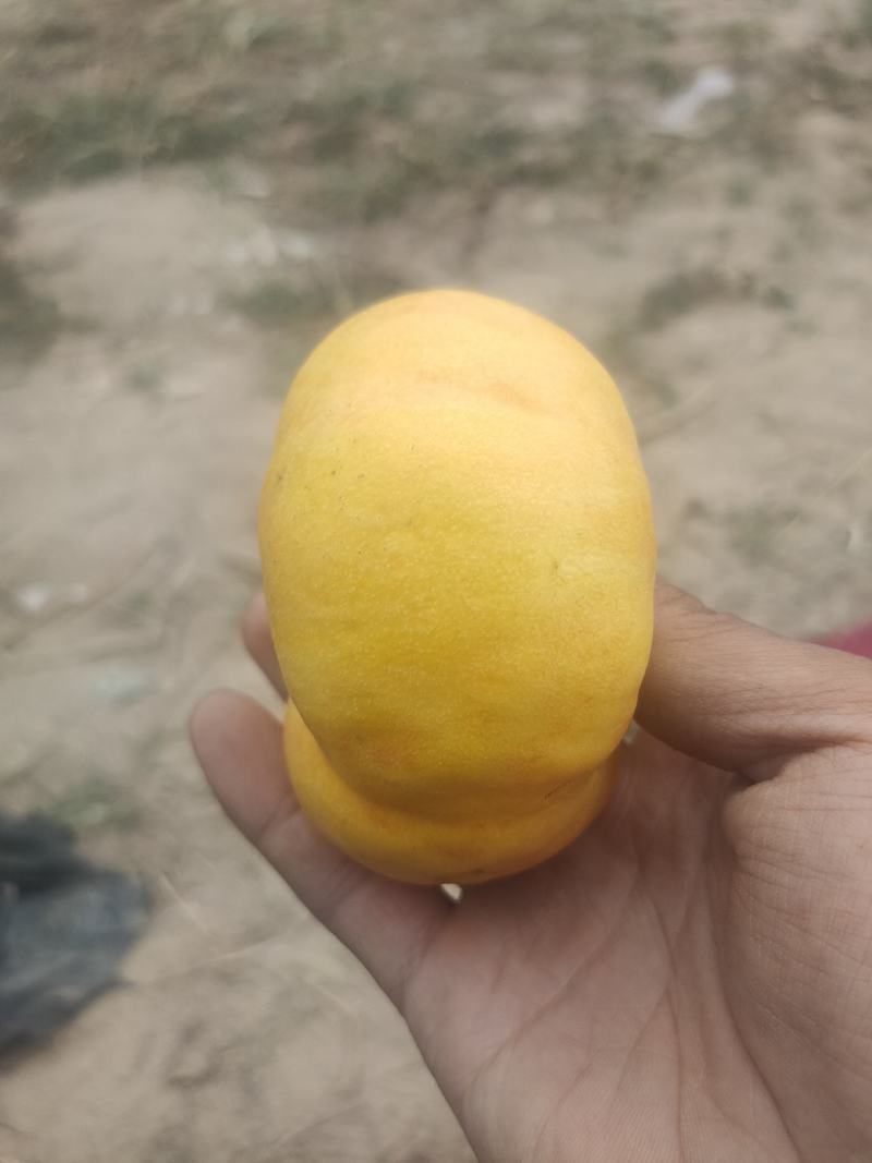 黄肉油蟠桃金钱油蟠6-6