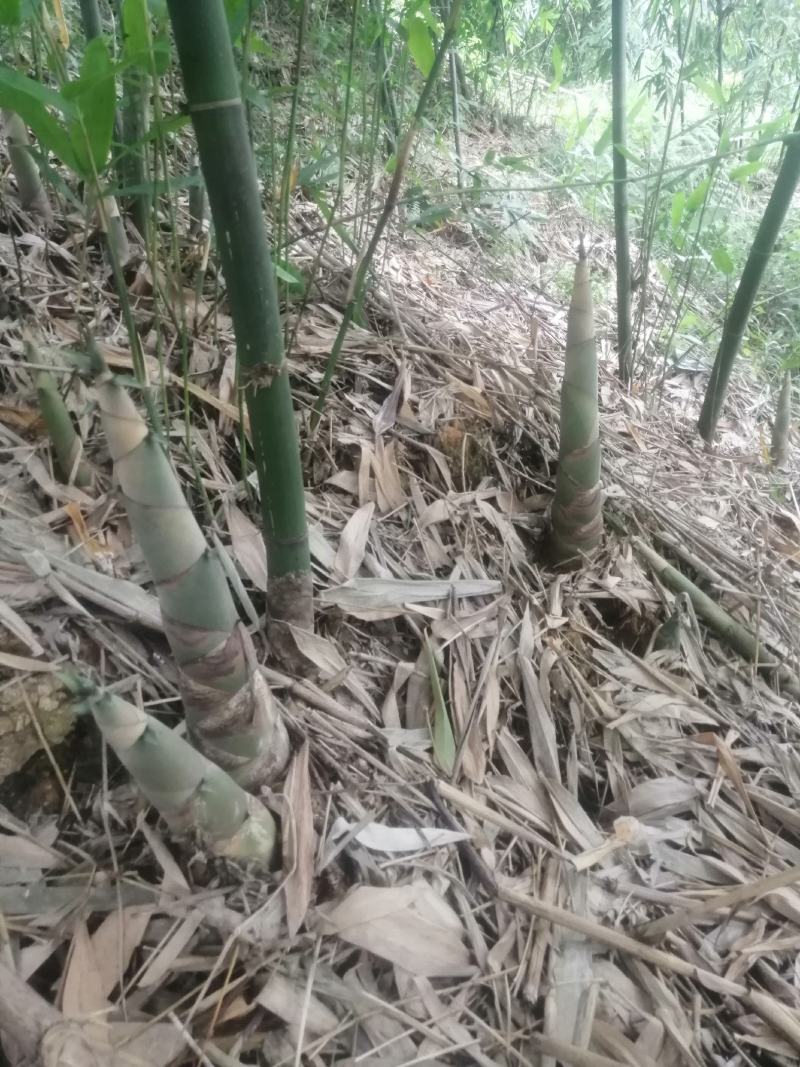 广西甜竹笋，，脆爽弹牙，可加工成笋片和笋丝