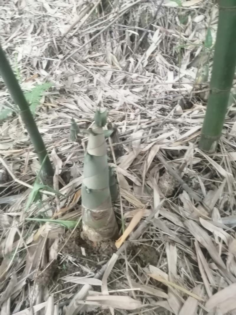 广西甜竹笋，，脆爽弹牙，可加工成笋片和笋丝