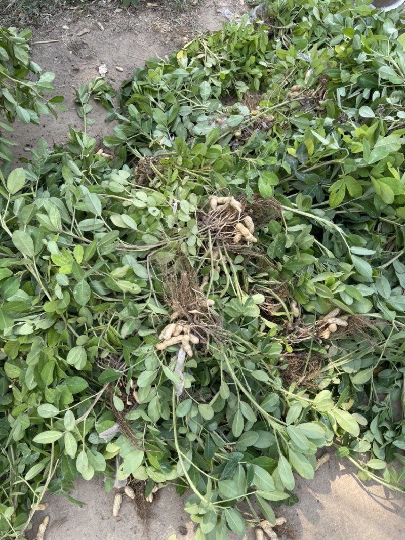 四粒红鲜花生，纯沙地，皮相好，包装精美，质优价廉