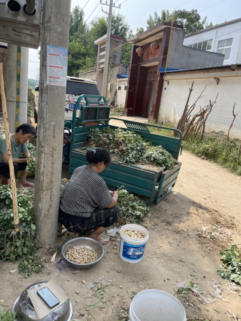 四粒红鲜花生，纯沙地，皮相好，包装精美，质优价廉