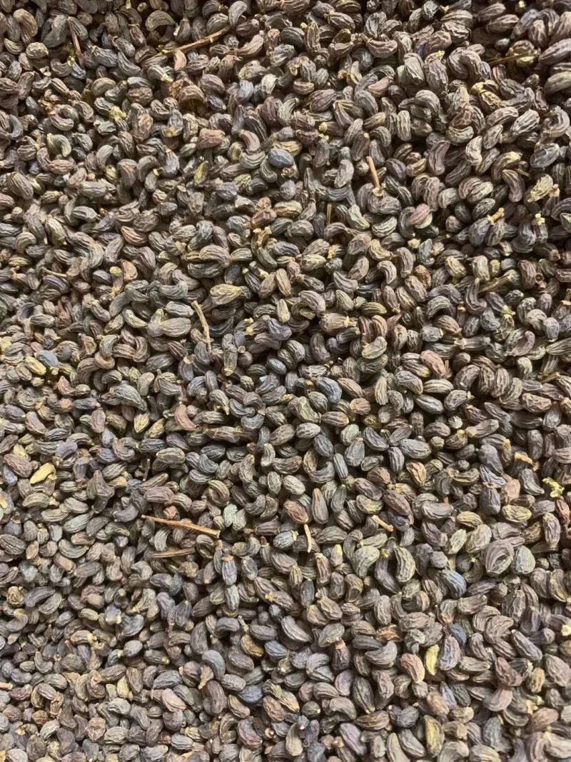 女贞子【包邮】三斤起发货可批量可零售量大从优