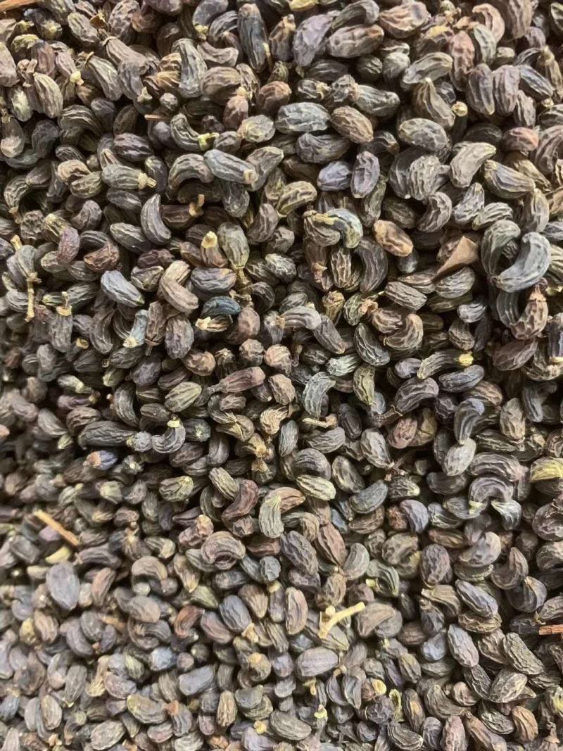 女贞子【包邮】三斤起发货可批量可零售量大从优