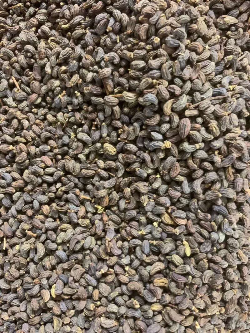 女贞子【包邮】三斤起发货可批量可零售量大从优