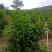 （清香）广东肇庆汇东单丛茶叶有限公司