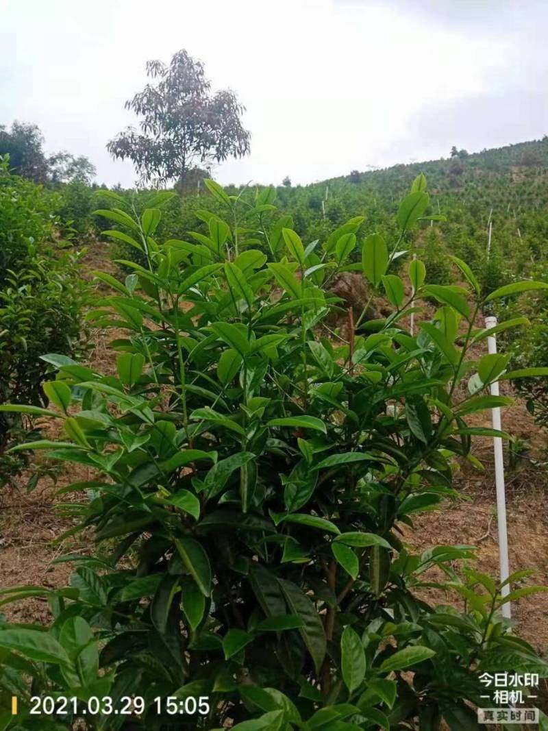 （清香）广东肇庆汇东单丛茶叶有限公司