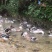 广西原生态散养清水土鸭，肉甜