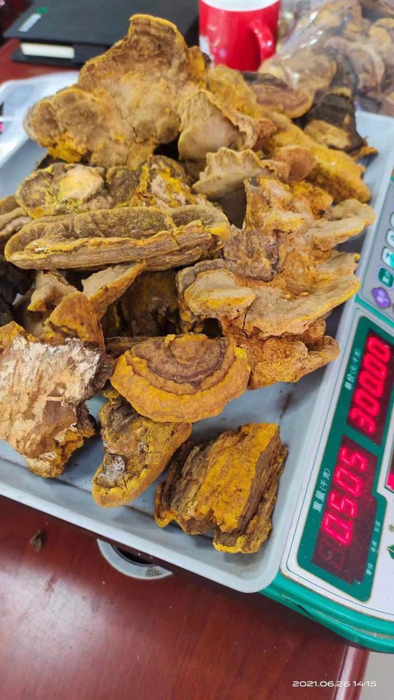 桑黄货靓足干货