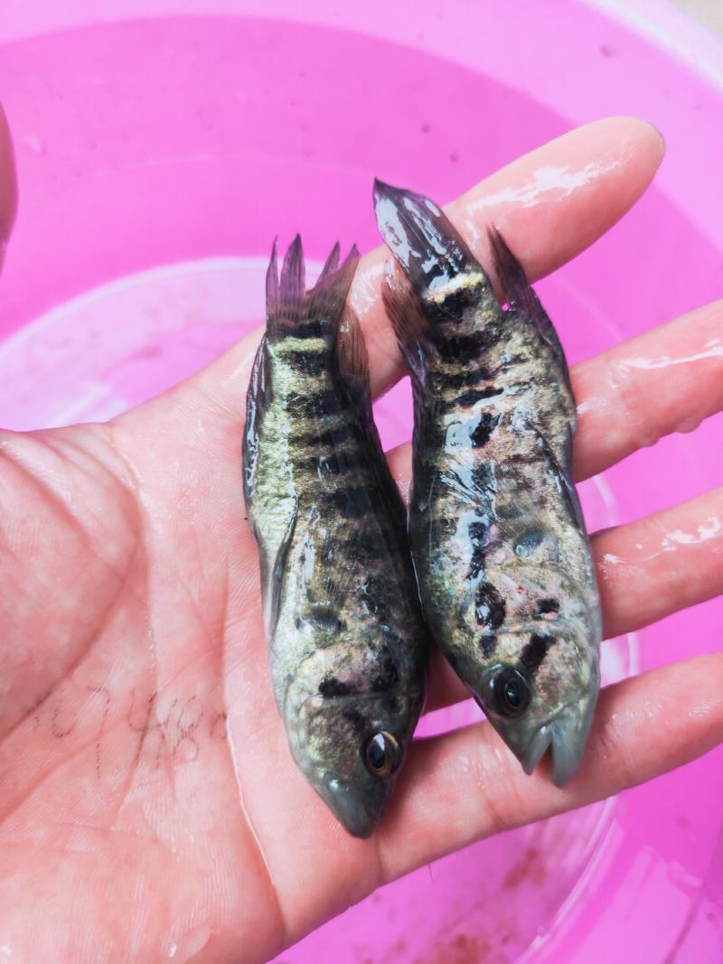 淡水石斑鱼苗，品种优质，量大从优，请放心选购、一手货源