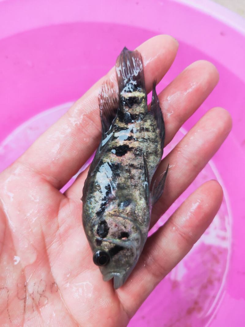 淡水石斑鱼苗，品种优质，量大从优，请放心选购、一手货源
