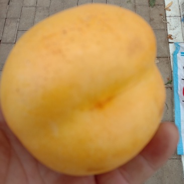 黄油桃，甜脆可口，果实饱满