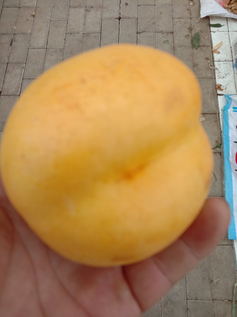 黄油桃，甜脆可口，果实饱满