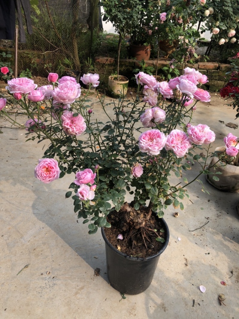 古桩盆景，品种，玲之妖精，当前花苞过一百，粗八公分