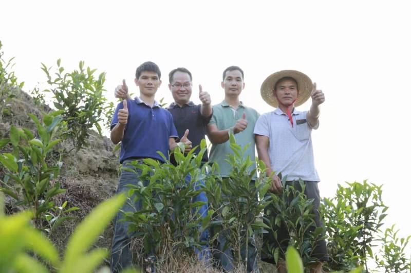 （蜜香）广东肇庆汇东单丛茶叶有限公司