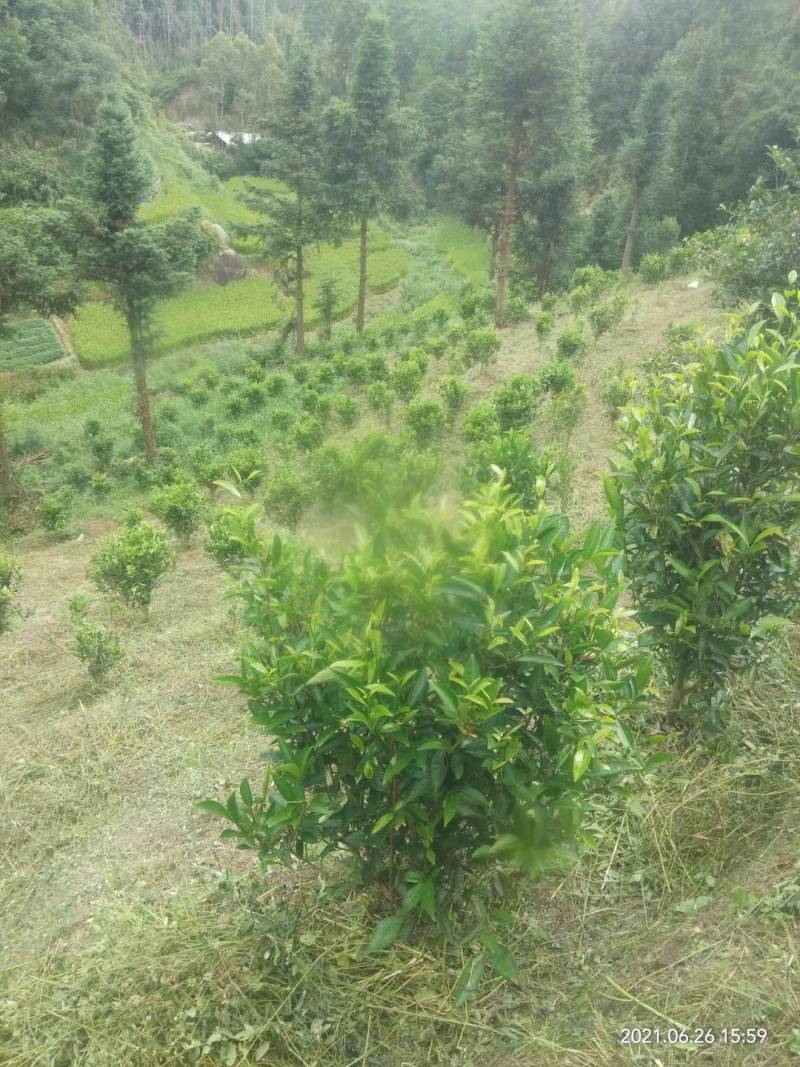 （蜜香）广东肇庆汇东单丛茶叶有限公司