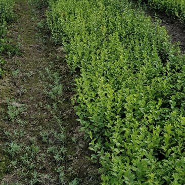 北苍术朱砂点二年种苗手工除草无药害残留提供技术指导