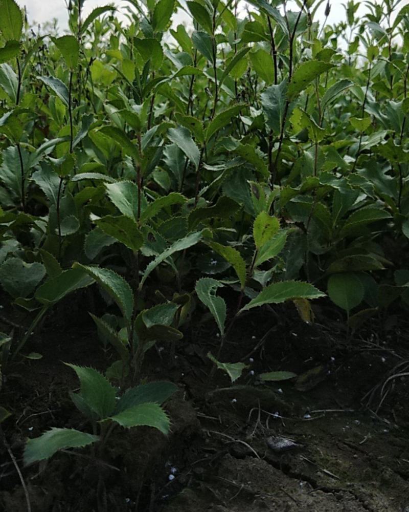 北苍术朱砂点二年种苗手工除草无药害残留提供技术指导