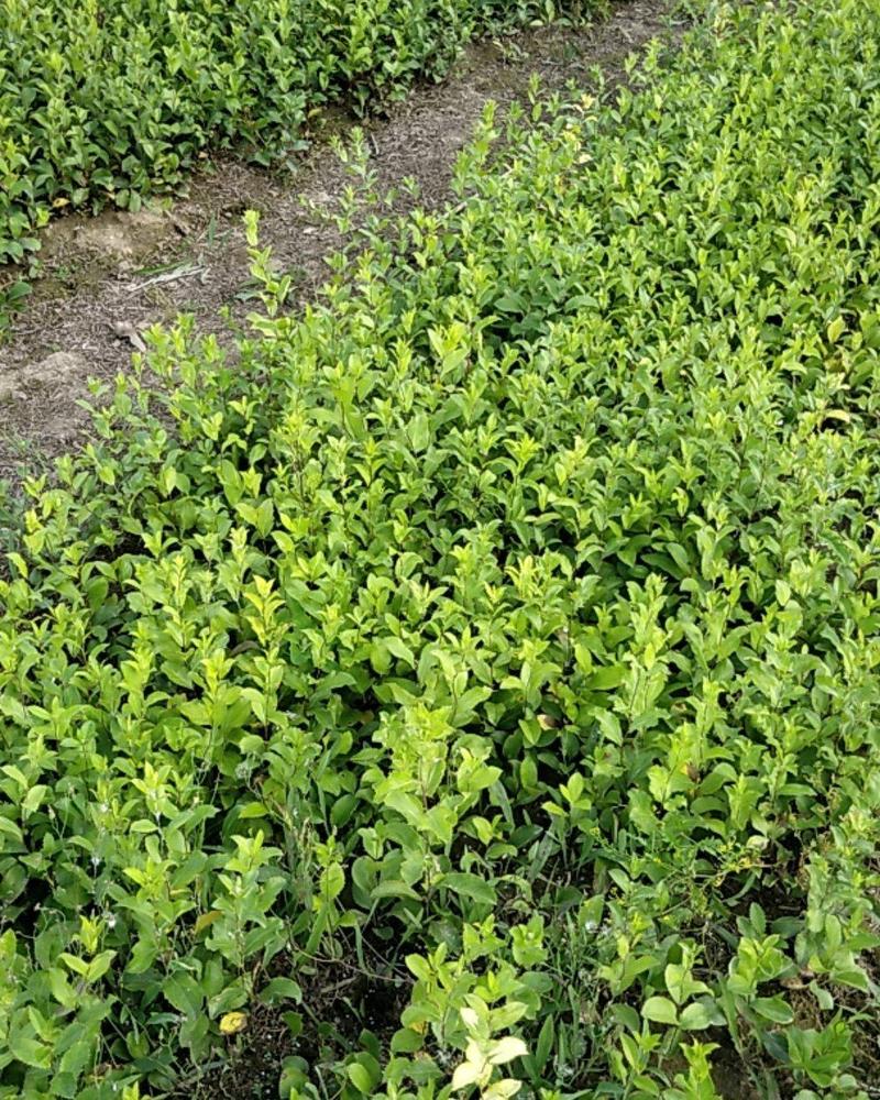 北苍术朱砂点二年种苗手工除草无药害残留提供技术指导