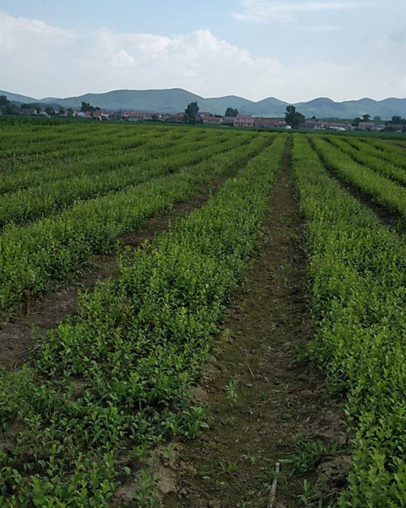 北苍术朱砂点二年种苗手工除草无药害残留提供技术指导
