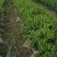 北苍术朱砂点二年种苗手工除草无药害残留提供技术指导